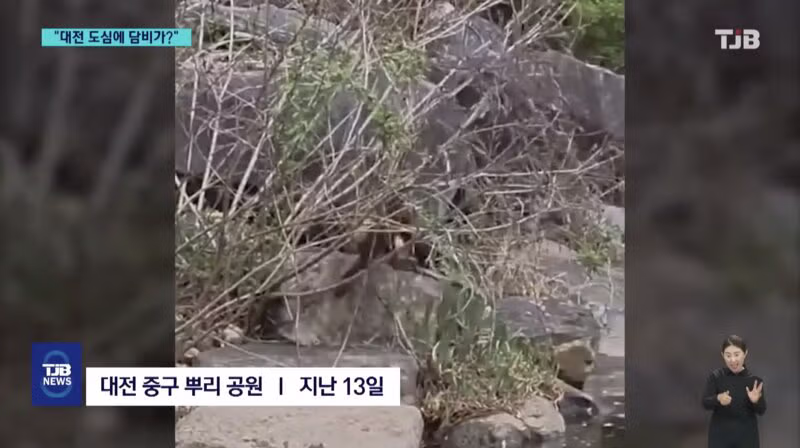 '폴짝' 하더니 '콱'..담비의 '뱀 사냥' 순간 포착 2