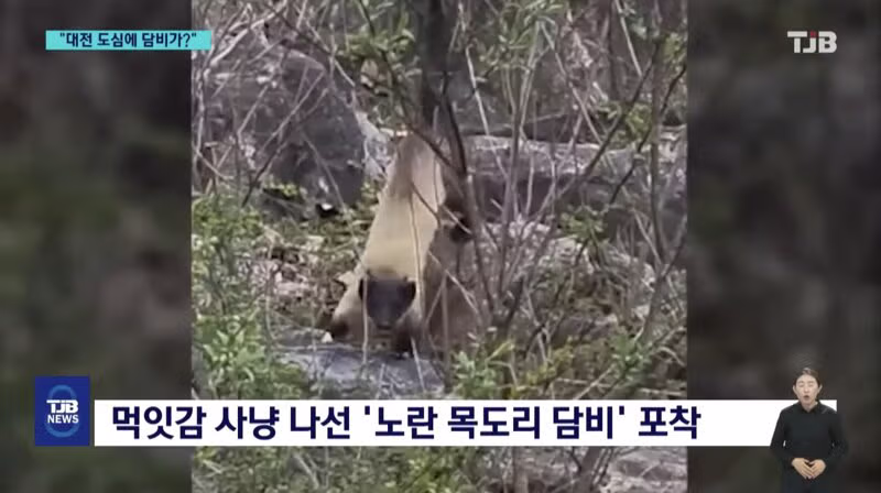 '폴짝' 하더니 '콱'..담비의 '뱀 사냥' 순간 포착 3