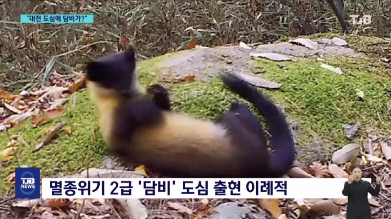 '폴짝' 하더니 '콱'..담비의 '뱀 사냥' 순간 포착 6