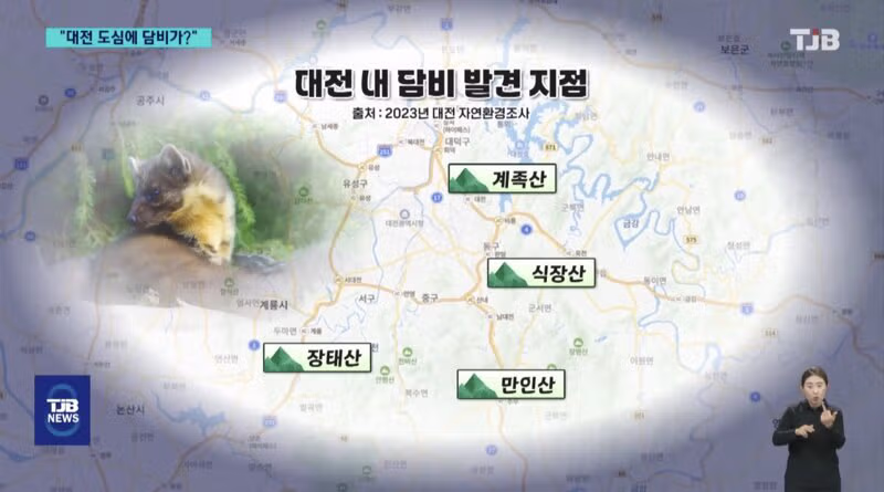 '폴짝' 하더니 '콱'..담비의 '뱀 사냥' 순간 포착 7