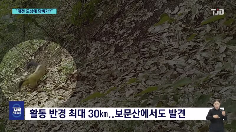 '폴짝' 하더니 '콱'..담비의 '뱀 사냥' 순간 포착 8