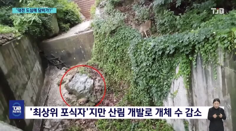 '폴짝' 하더니 '콱'..담비의 '뱀 사냥' 순간 포착 9