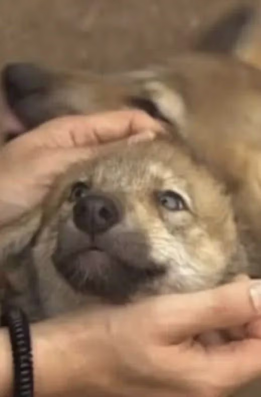 늑구 아기 시절 2