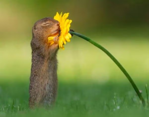 화란국 작가가 찍은 꽃냄새 맡는 다람쥐 2