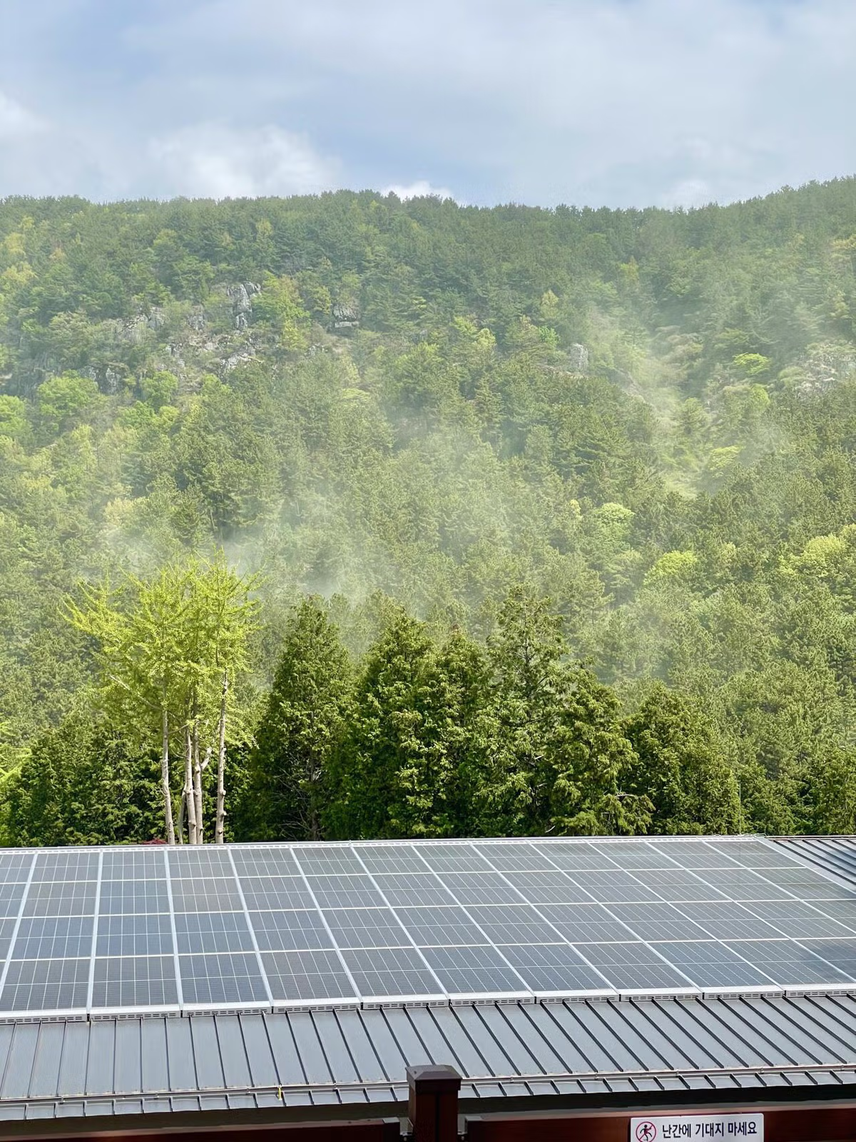 남부지방 소나무 근황 3