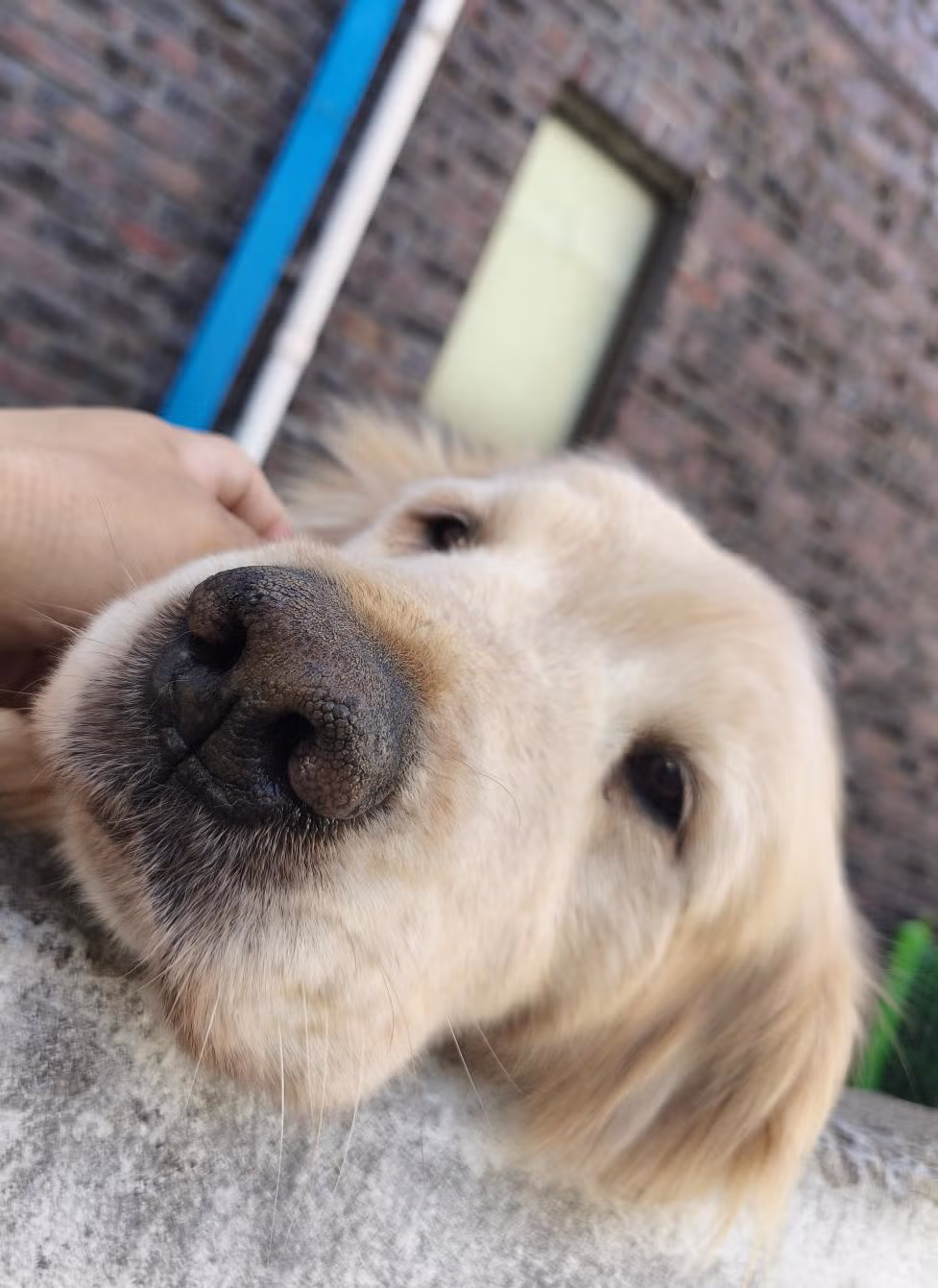 오늘은 우울해보이는 담벼락 멍뭉이 jpg 2