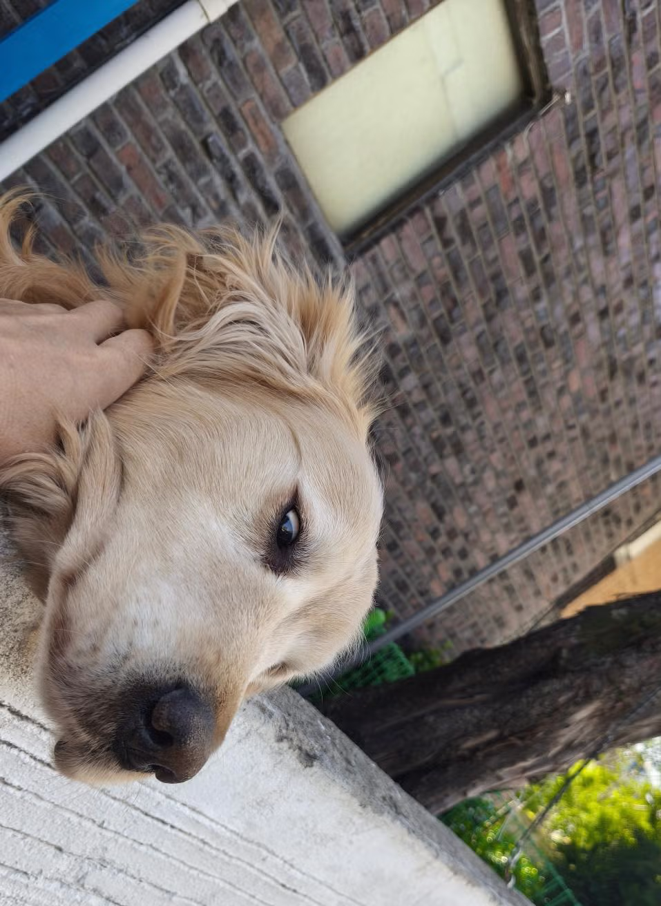 오늘은 우울해보이는 담벼락 멍뭉이 jpg 3