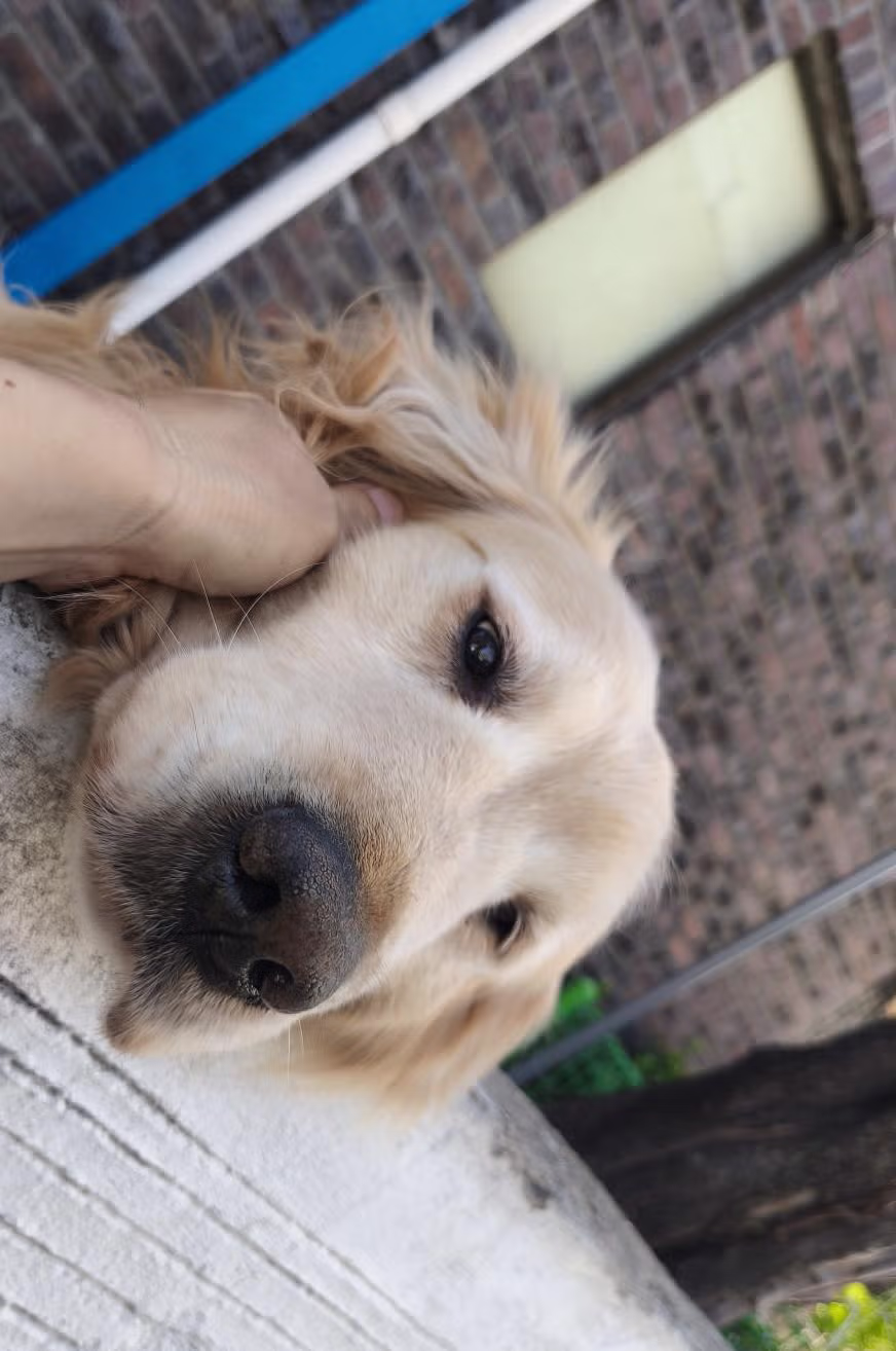 오늘은 우울해보이는 담벼락 멍뭉이 jpg 4