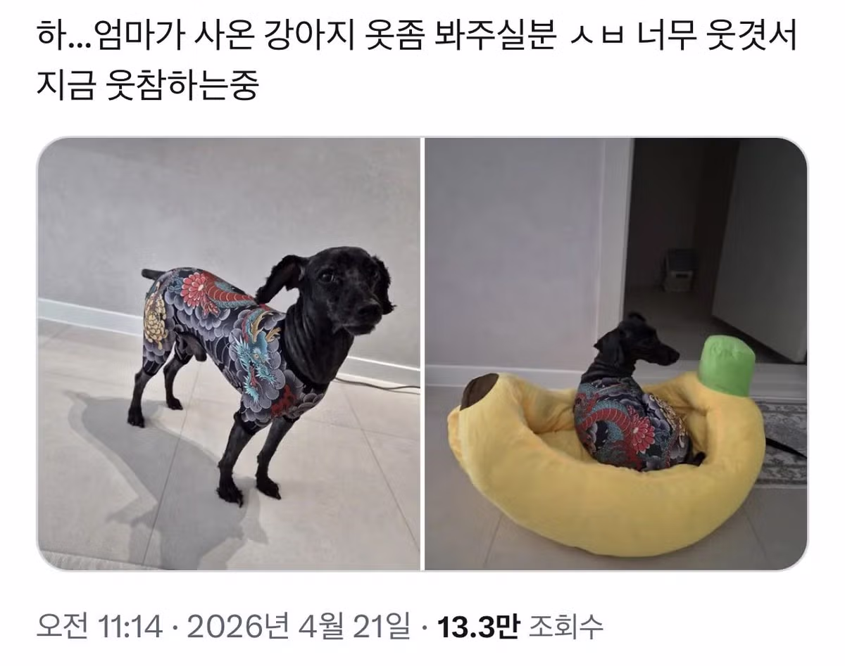하...엄마가 사온 강아지 옷 좀 봐주실 분 지금 웃참하는 중 - 밈카세