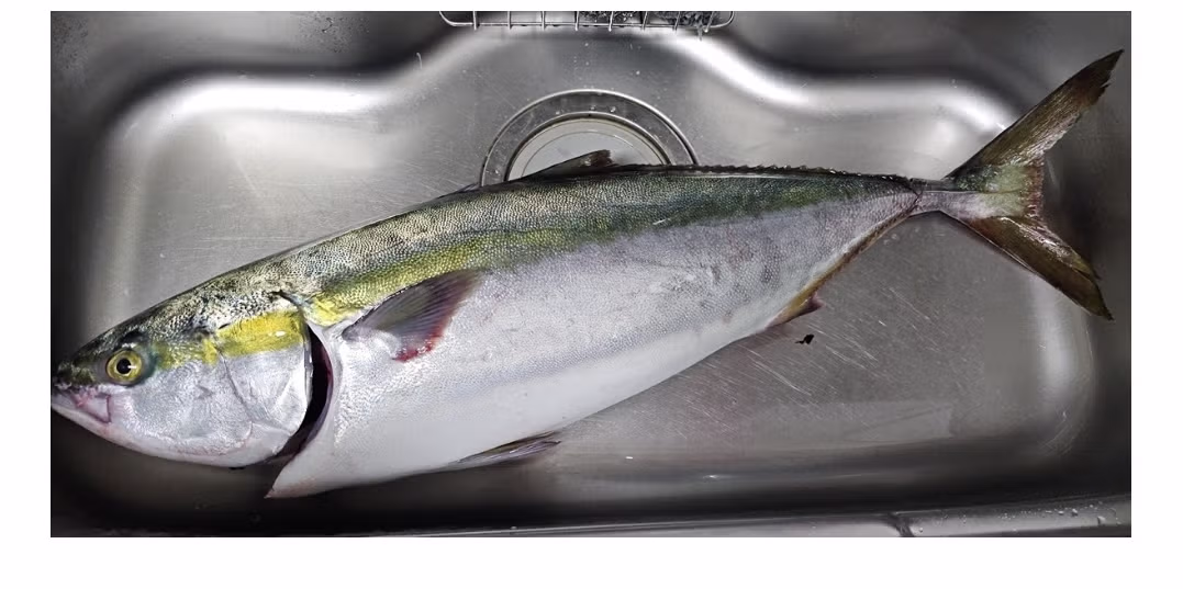 취미로 노량진에서 회 사와서 직접 손질해서 먹는다는 여성.jpg - 밈카세