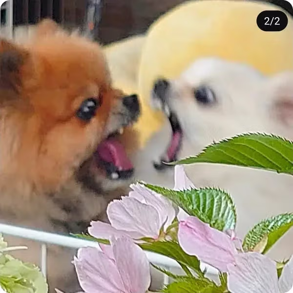 엄마가 꽃이 예쁘다며 사진을 보내줬는데 - 밈카세