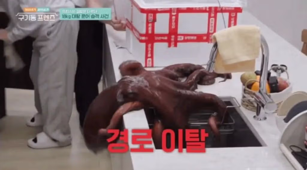 장근석이 멤버들과 먹을려고 구매한 18kg짜리 문어 크기30 - 밈카세