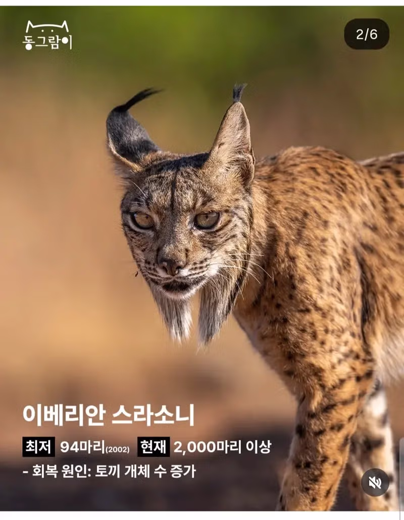 2026 부활한 야생동물 5종 - 밈카세