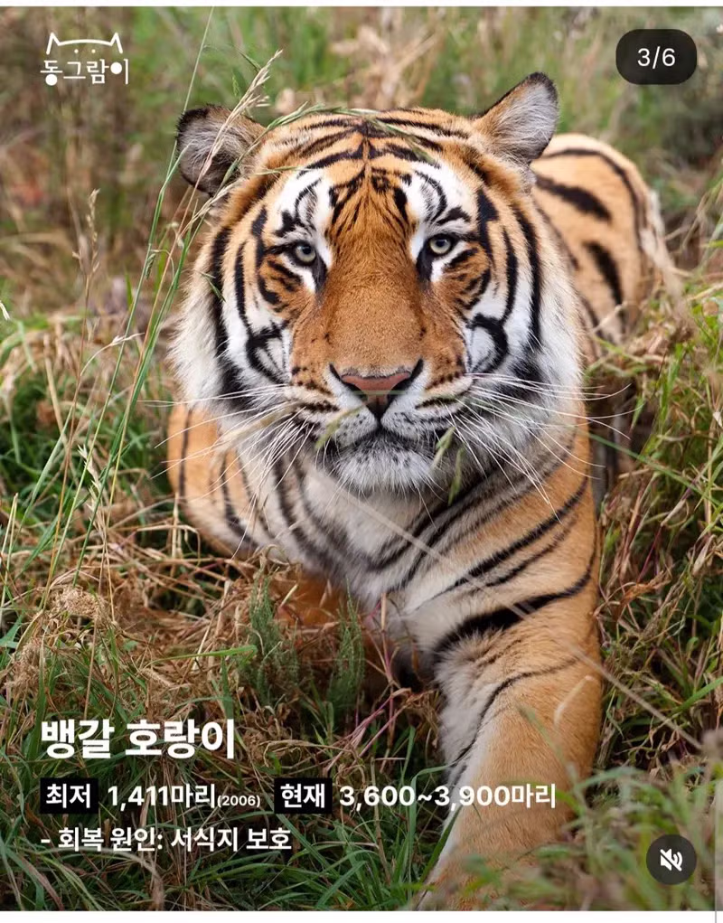 2026 부활한 야생동물 5종 - 밈카세