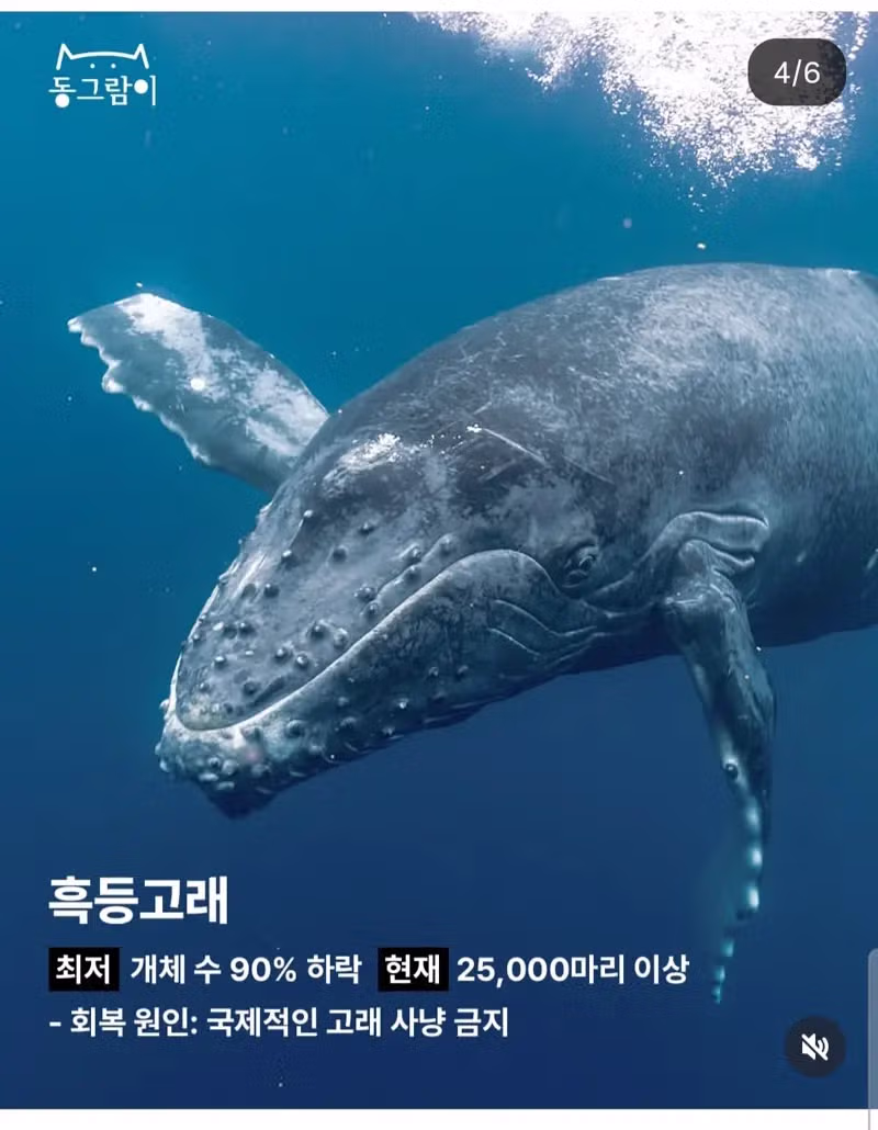 2026 부활한 야생동물 5종 - 밈카세