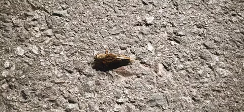 땅강아지 몇십년만에 보는거 같네요 - 밈카세