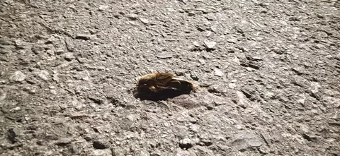 땅강아지 몇십년만에 보는거 같네요 - 밈카세