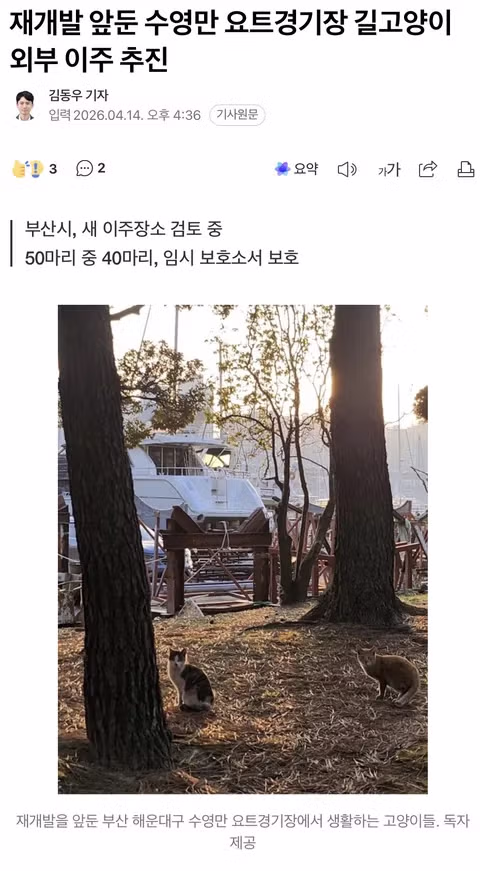 재개발로 갈 곳 잃은 수영만 길고양이, 동백유원지서 임시 보호? - 밈카세