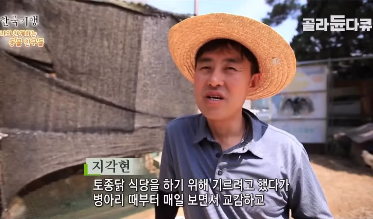 백숙집 차리려고 닭 키우기 시작한 부부의 최후 - 밈카세