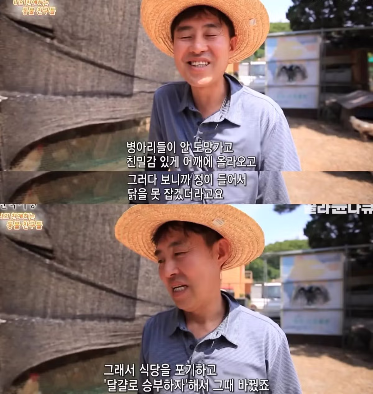 백숙집 차리려고 닭 키우기 시작한 부부의 최후 - 밈카세