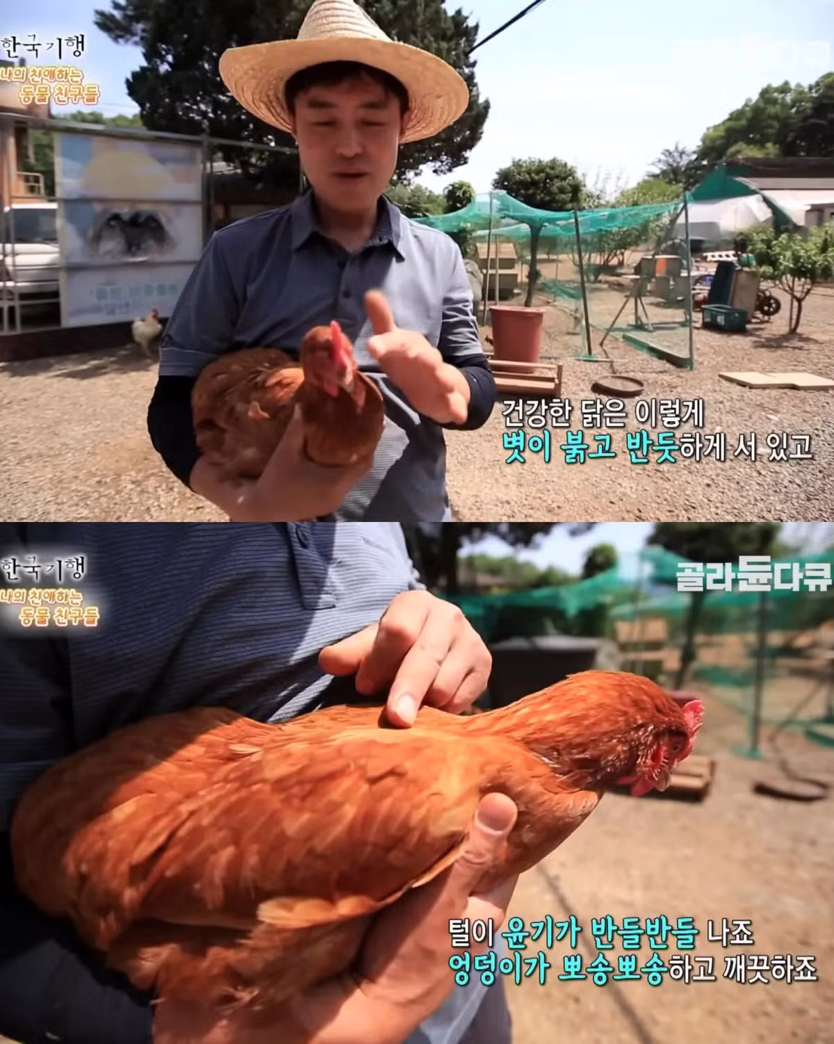 백숙집 차리려고 닭 키우기 시작한 부부의 최후 - 밈카세