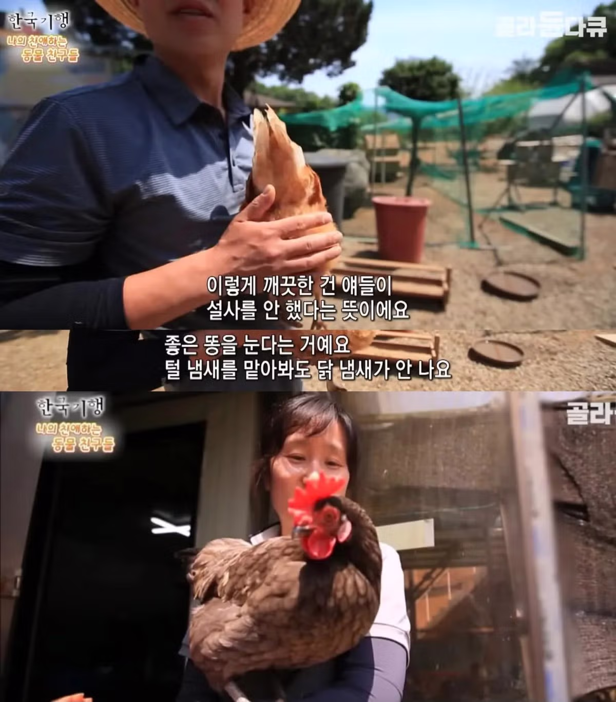 백숙집 차리려고 닭 키우기 시작한 부부의 최후 - 밈카세