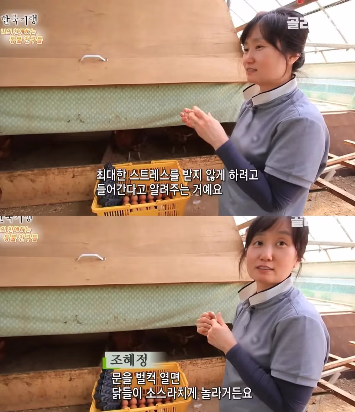 백숙집 차리려고 닭 키우기 시작한 부부의 최후 - 밈카세