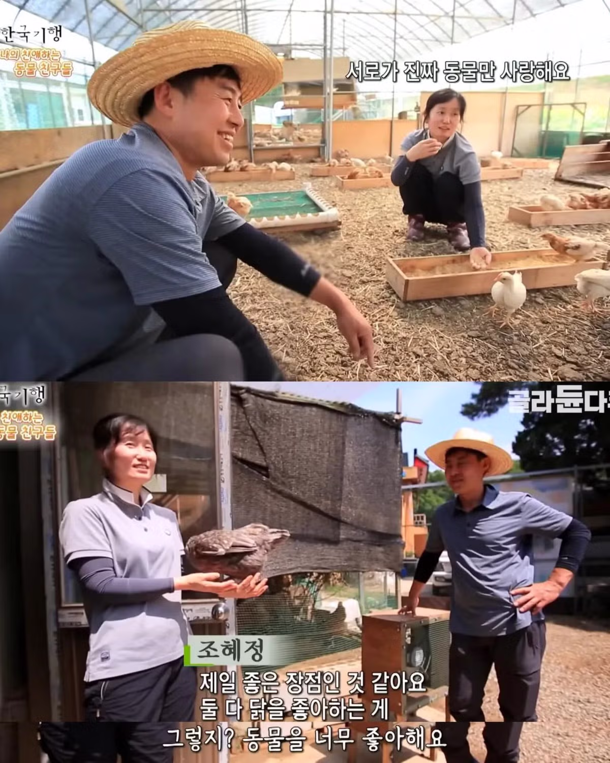 백숙집 차리려고 닭 키우기 시작한 부부의 최후 - 밈카세