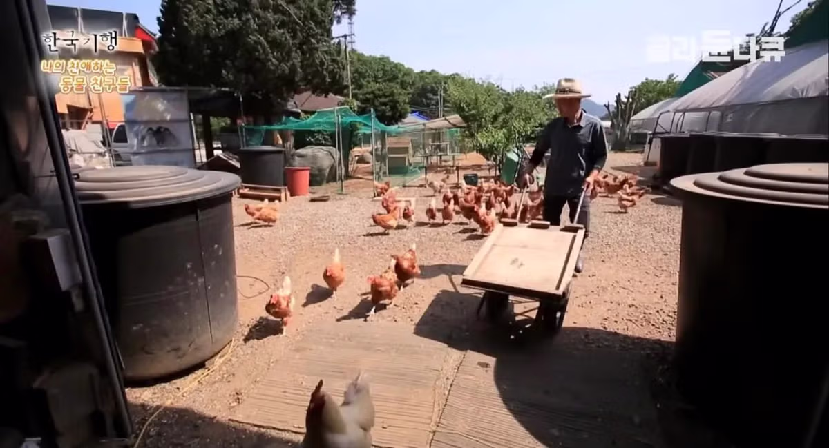백숙집 차리려고 닭 키우기 시작한 부부의 최후 - 밈카세