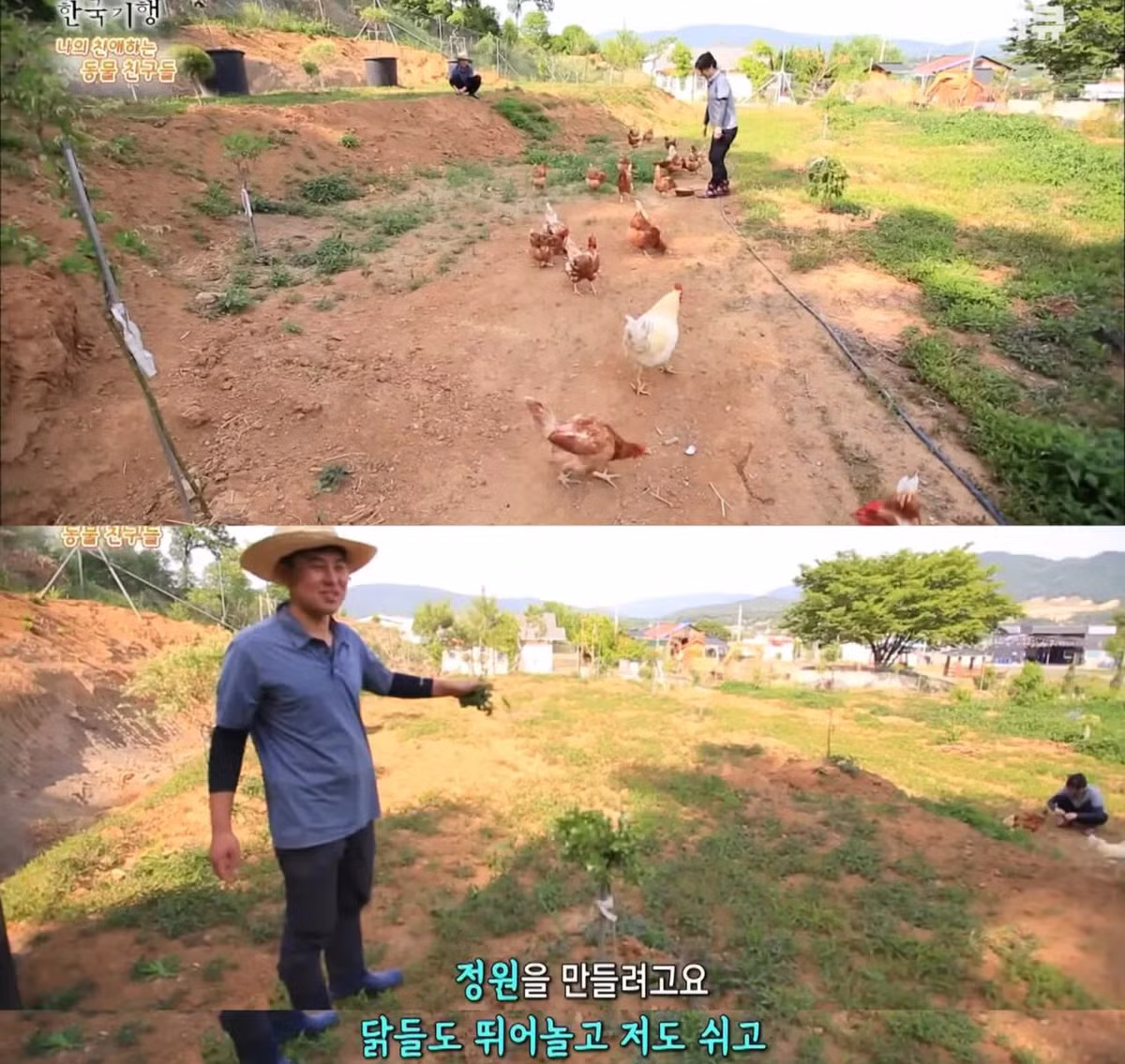 백숙집 차리려고 닭 키우기 시작한 부부의 최후 - 밈카세