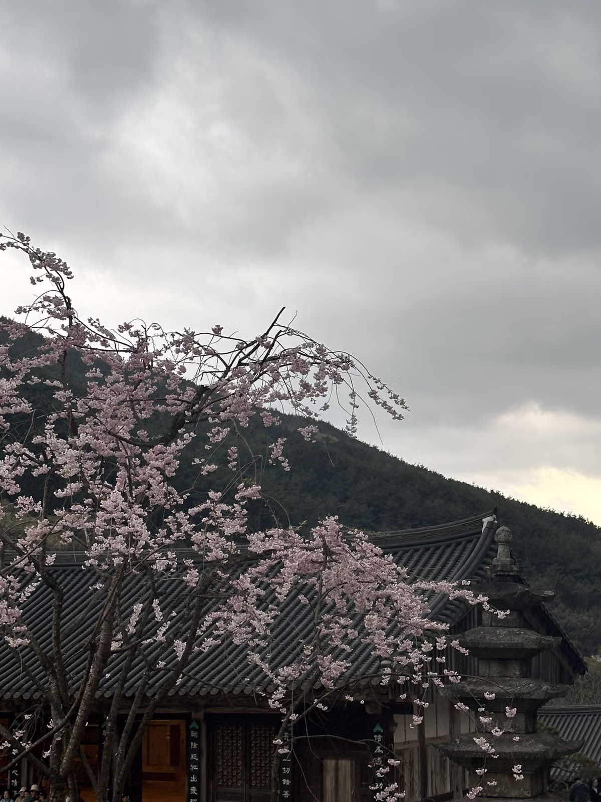 교토 왜 감 구례 가면 되는데.jpg - 밈카세