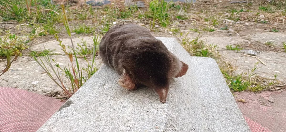 (약혐) 텃밭에서 두더쥐 죽은거 봤네요.. - 밈카세