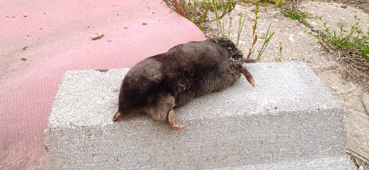 (약혐) 텃밭에서 두더쥐 죽은거 봤네요.. - 밈카세
