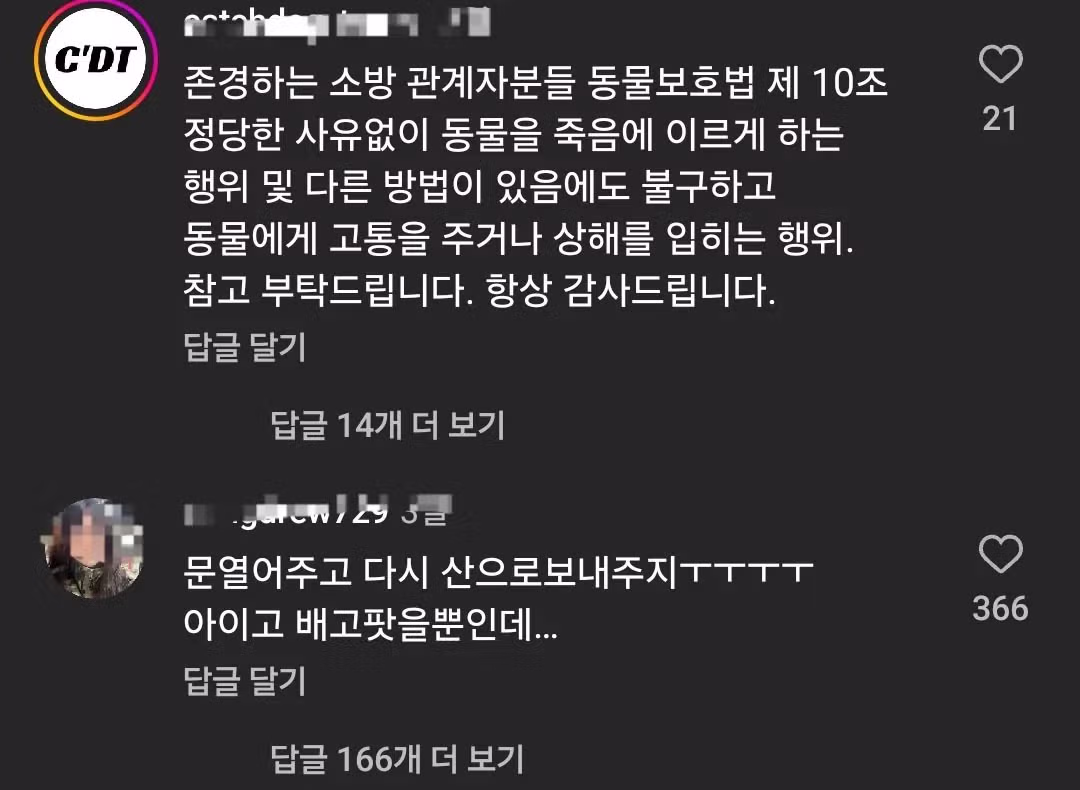 살다살다 멧돼지맘까지 등장.mp4 - 밈카세