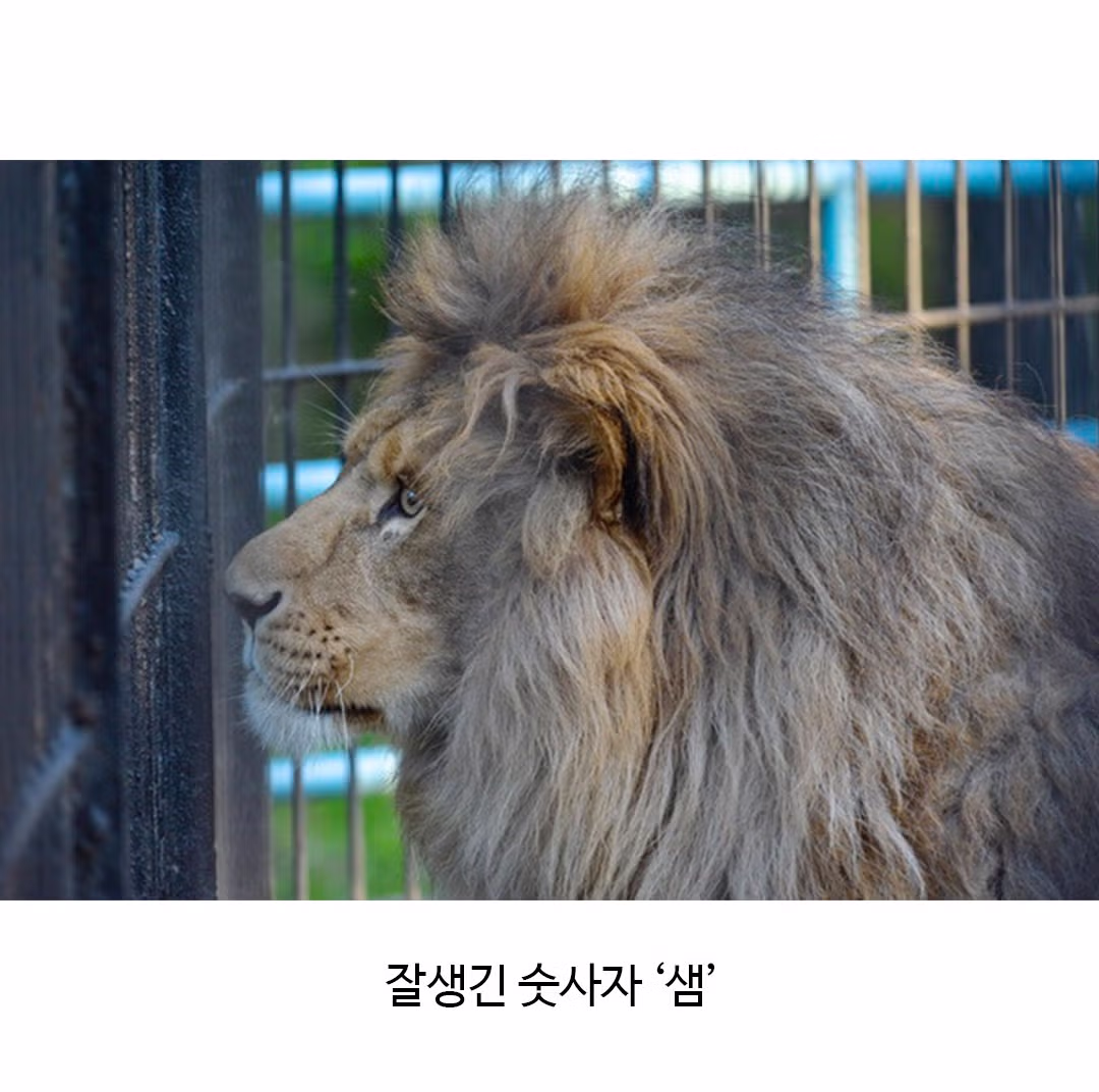어렵게 태어난 릴라이거.jpg - 밈카세