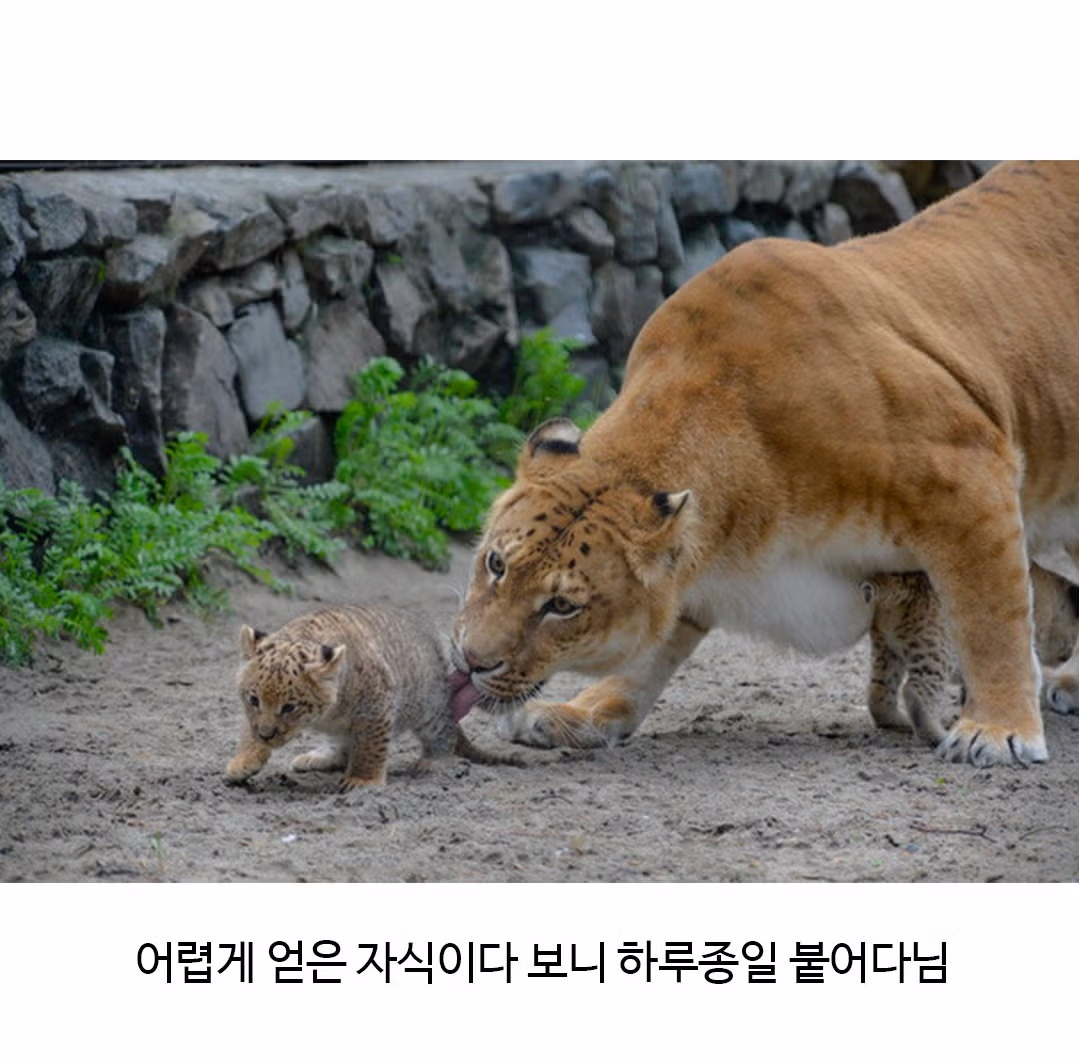 어렵게 태어난 릴라이거.jpg - 밈카세