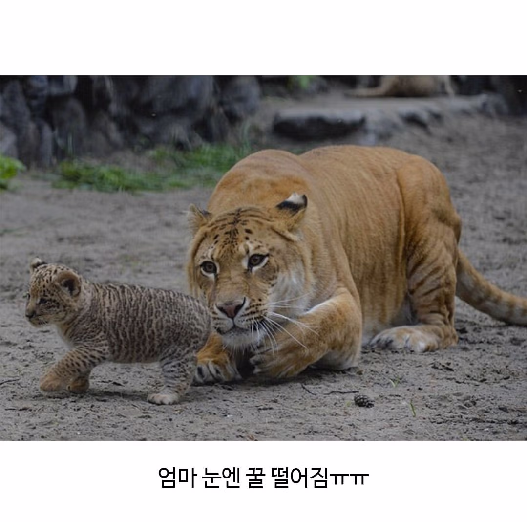 어렵게 태어난 릴라이거.jpg - 밈카세