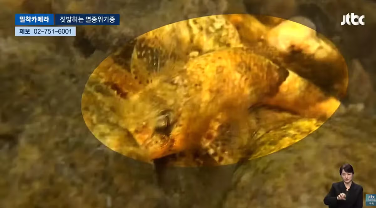 한국고유  멸종위기종을 죽이는 오프로드 동호회 - 밈카세