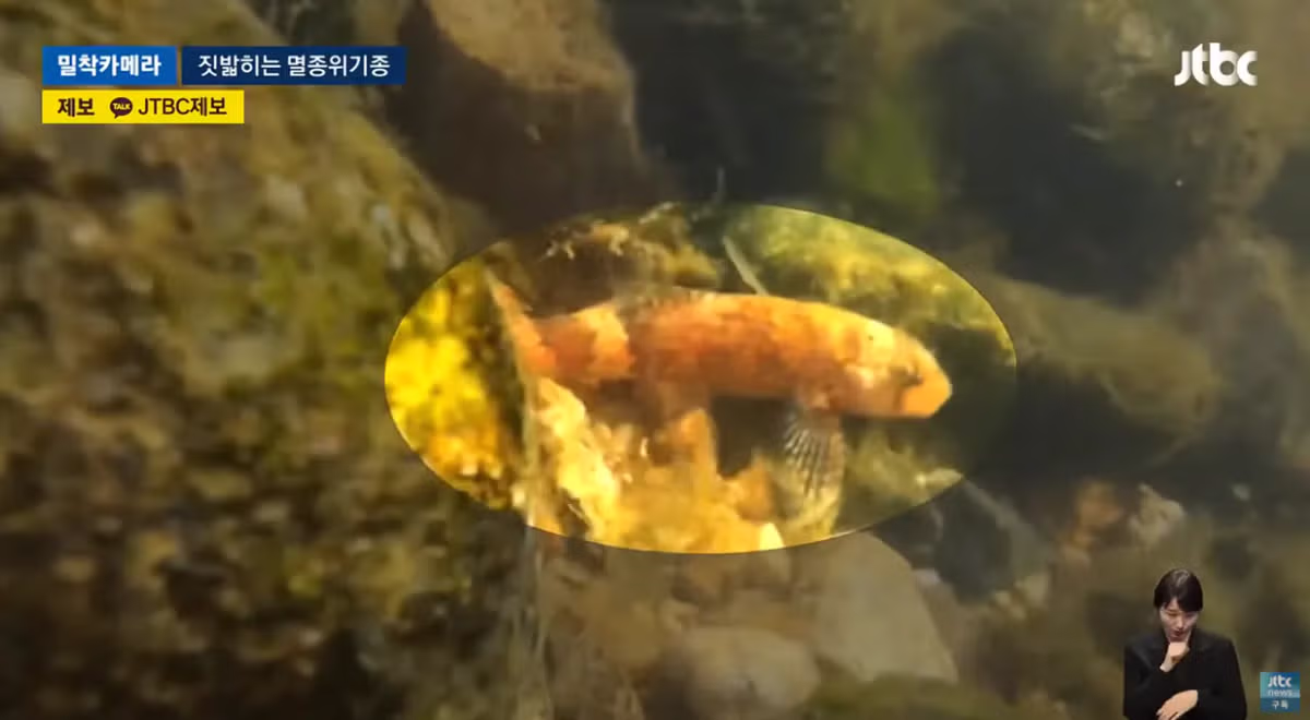 한국고유  멸종위기종을 죽이는 오프로드 동호회 - 밈카세