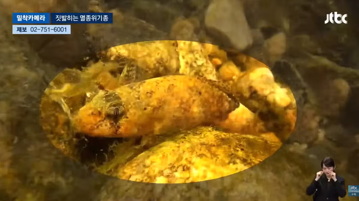 한국고유  멸종위기종을 죽이는 오프로드 동호회 - 밈카세