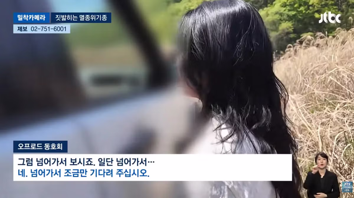 한국고유  멸종위기종을 죽이는 오프로드 동호회 - 밈카세