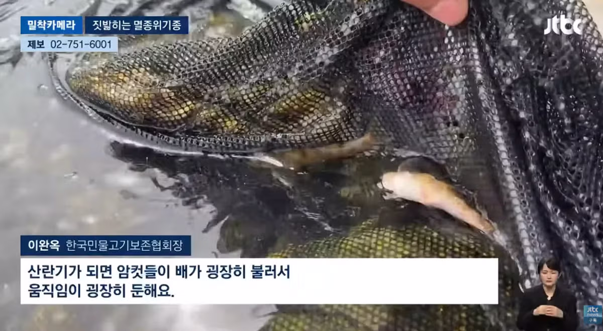 한국고유  멸종위기종을 죽이는 오프로드 동호회 - 밈카세
