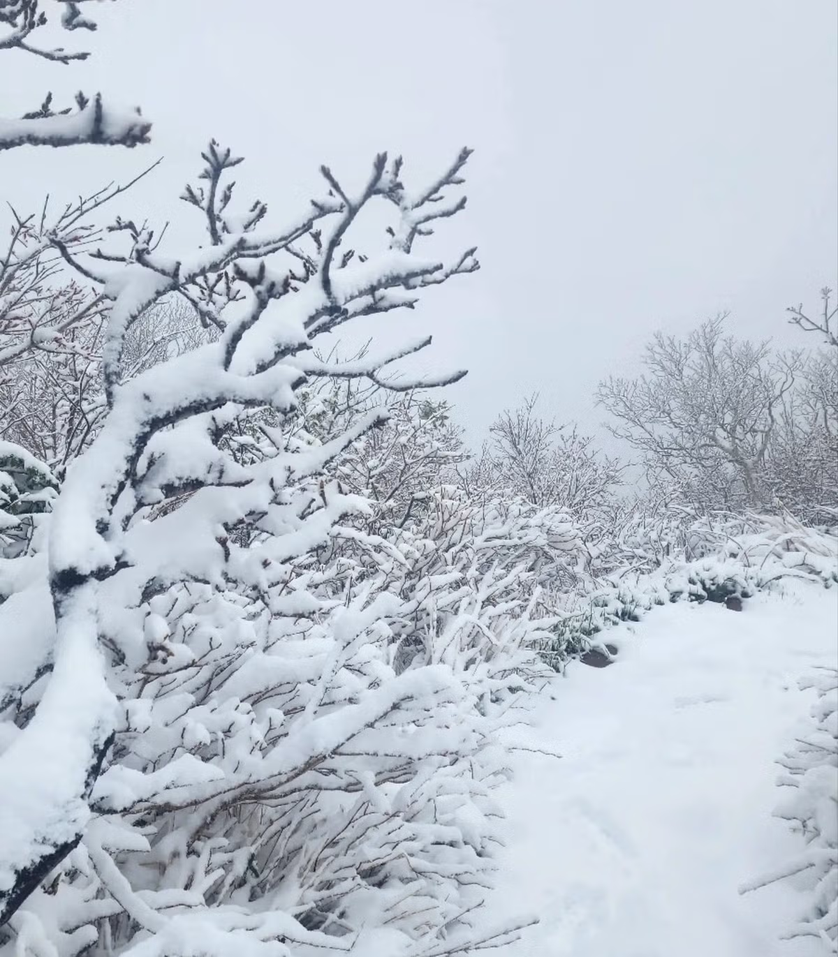 실시간 설악산 - 밈카세