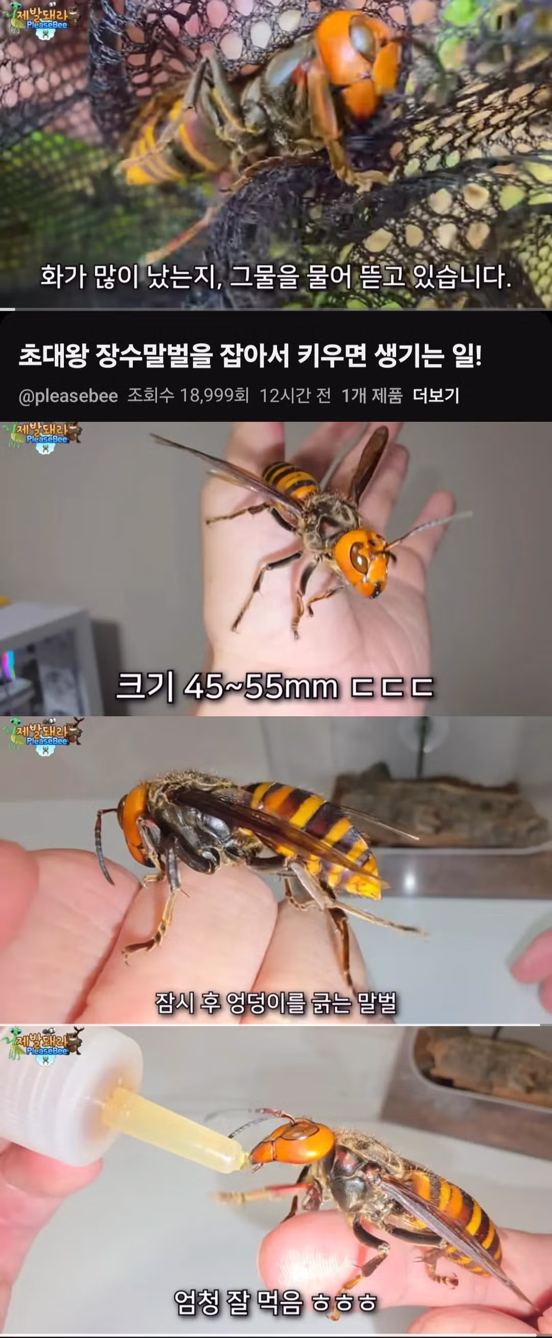 6년전 호박벌을 길들인 유튜버 근황 - 밈카세
