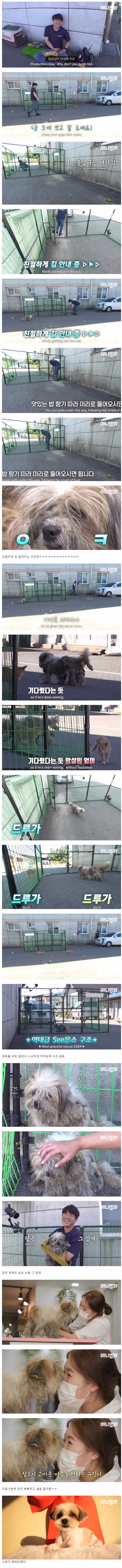 세상에서 가장 쉬웠다던 강아지 포획 - 밈카세
