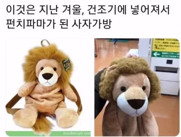 사자가방의 건조 후기.jpg - 뽐뿌 인기글 이미지 1 - 밈카세
