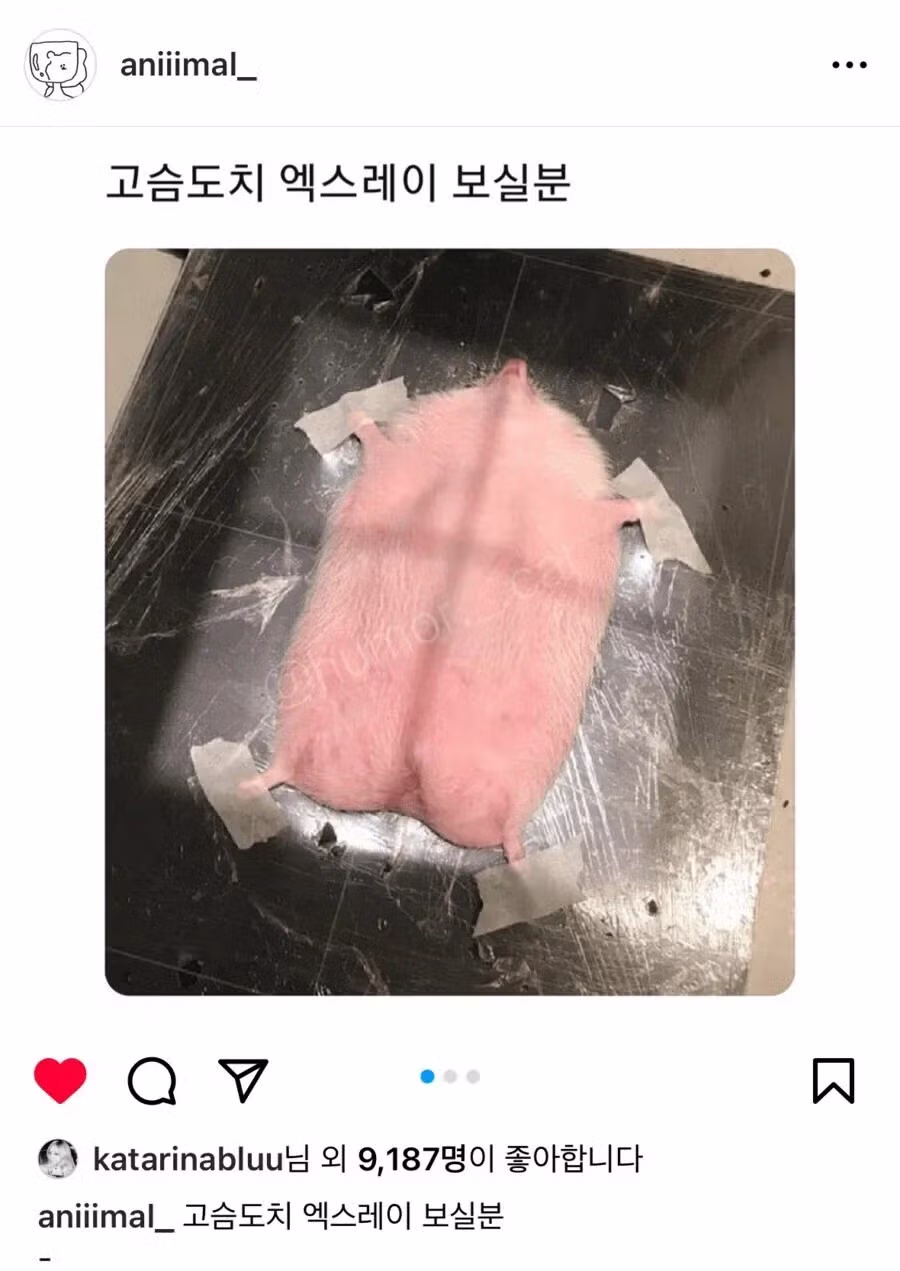 카리나가 좋아요를 누른 인스타그램 게시물 - 뽐뿌 인기글 이미지 1 - 밈카세