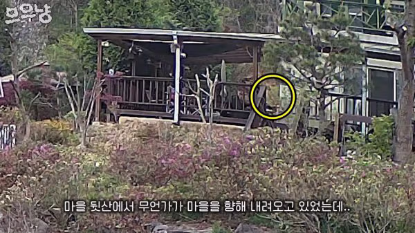 대참사난 고양이 유튜버 - FM코리아 인기글 이미지 2 - 밈카세