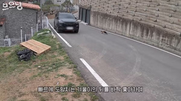 대참사난 고양이 유튜버 - FM코리아 인기글 이미지 4 - 밈카세