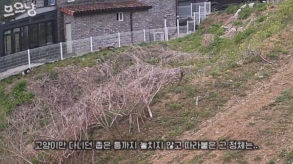 대참사난 고양이 유튜버 - FM코리아 인기글 이미지 5 - 밈카세